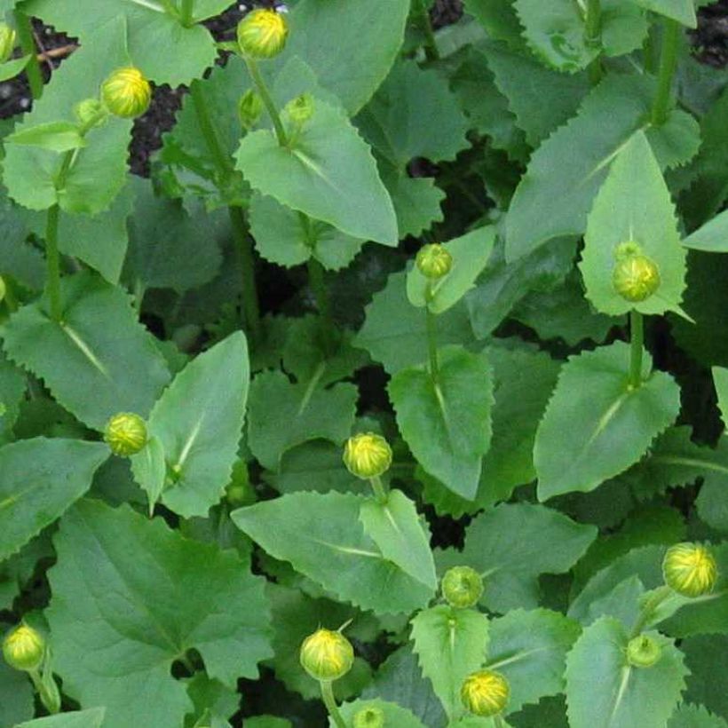 Doronicum pardalianches (Foliage)