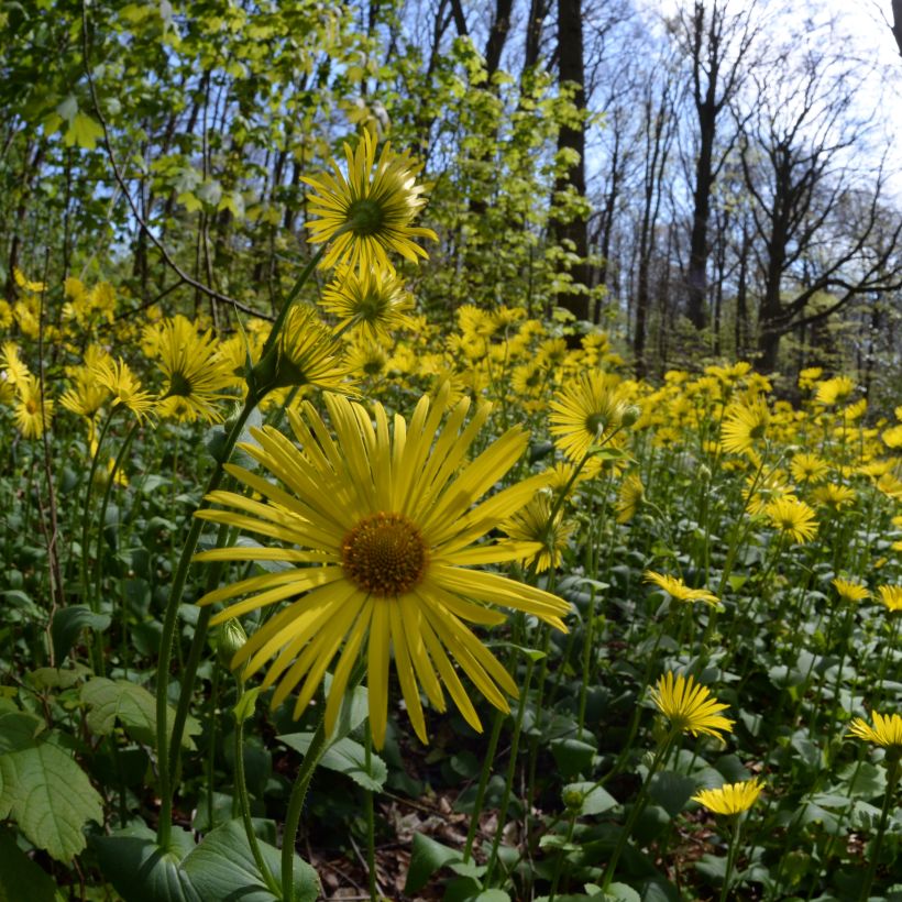 Doronicum pardalianches (Plant habit)