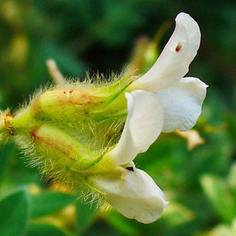 Dorycnium hirsutum (Flowering)