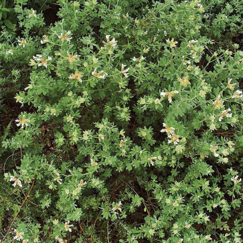 Dorycnium hirsutum (Plant habit)