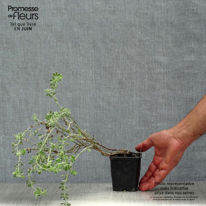 Dorycnium hirsutum 8/9 cm pot sample as delivered in summer