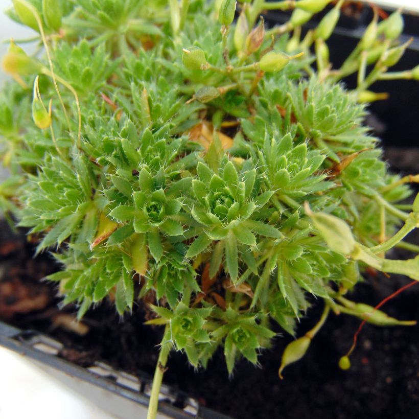 Draba aizoides (Foliage)