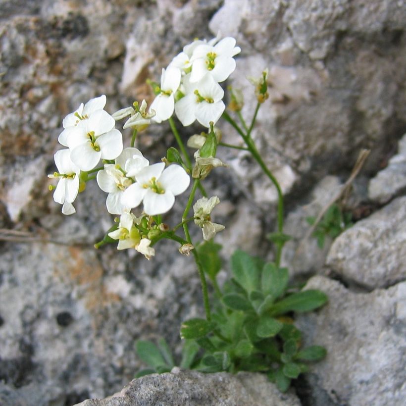 Draba sakuraii (Plant habit)