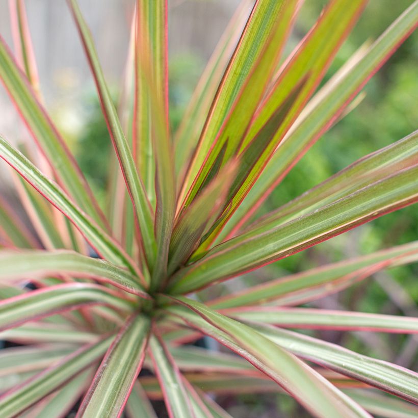 Dracaena reflexa var. angustifolia Bicolour - Dragon tree (Foliage)