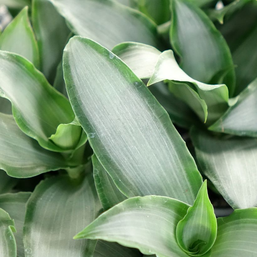 Dracaena Hawaii - Dragon tree (Foliage)