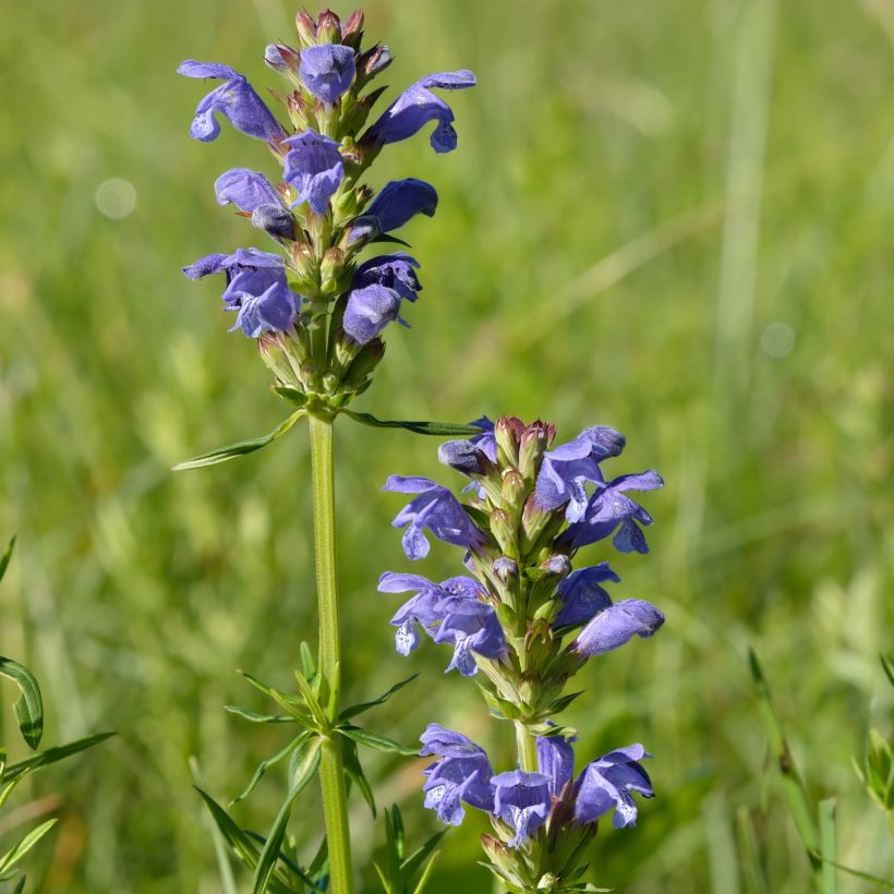 Dracocephalum ruyschiana (Plant habit)