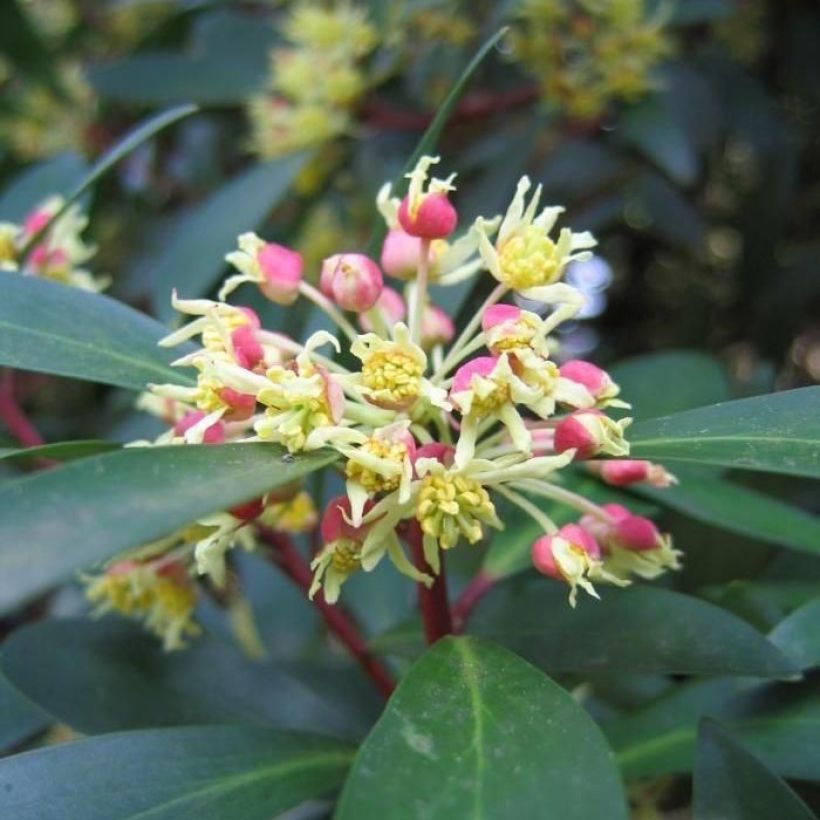 Drimys aromatica Red Spice (Flowering)