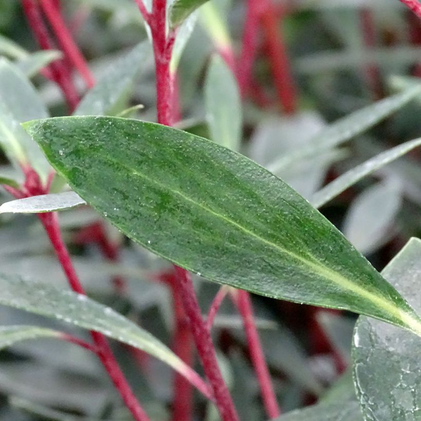 Drimys aromatica Red Spice (Foliage)