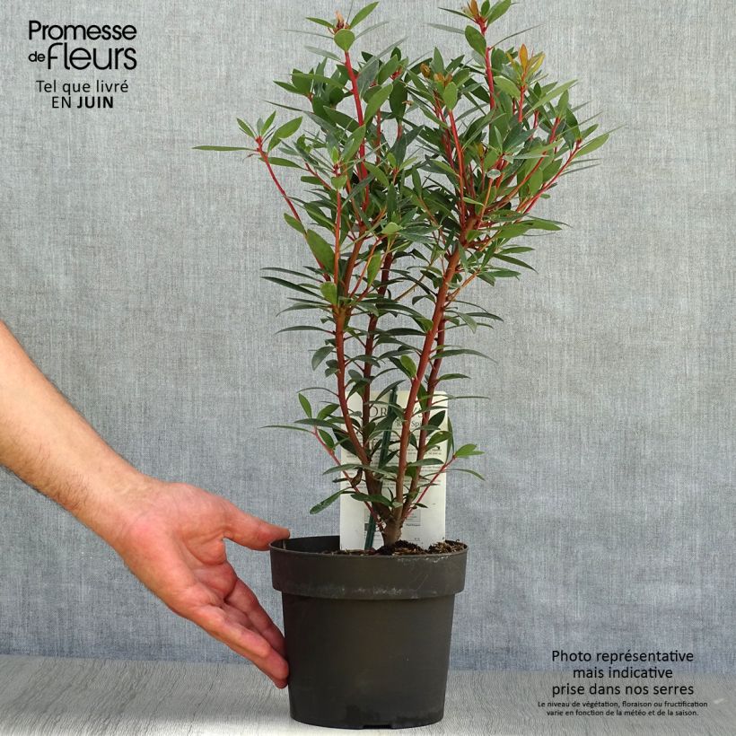 Drimys aromatica Red Spice 2L/3L pot sample as delivered in summer