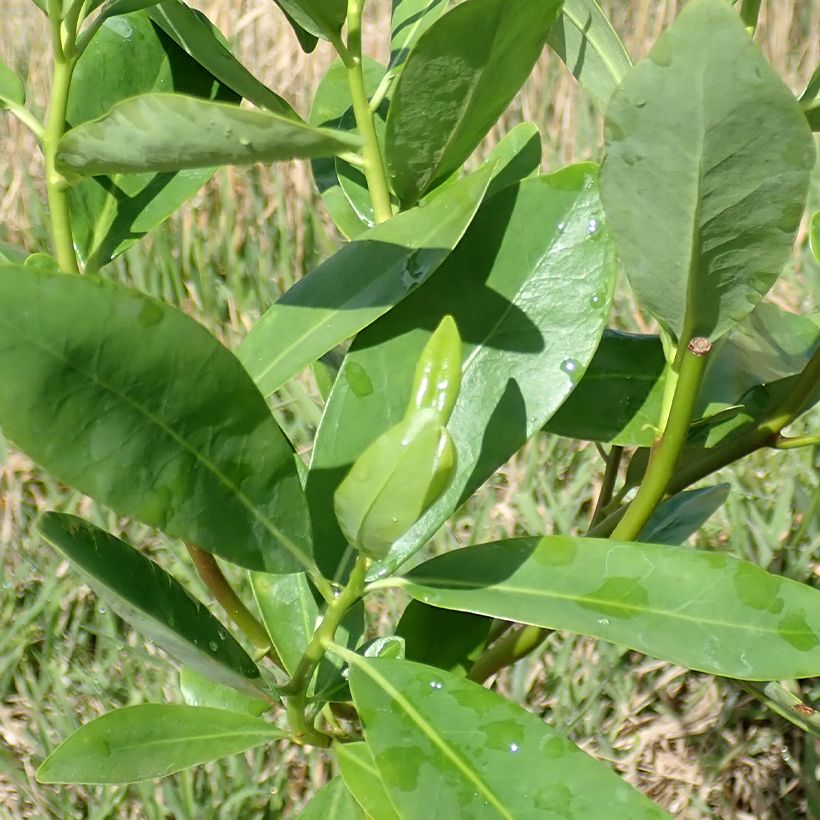 Drimys winteri (Foliage)