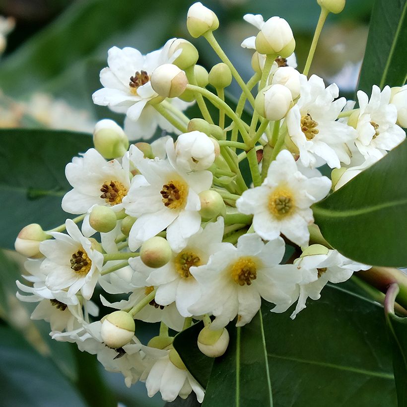 Drimys winteri (Flowering)