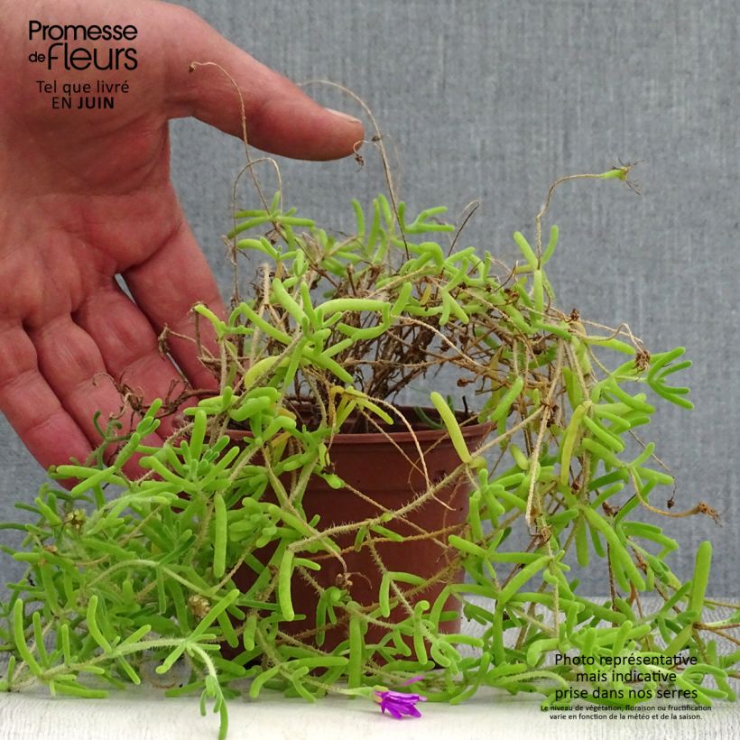 Drosanthemum candens 8/9 cm pot sample as delivered in summer
