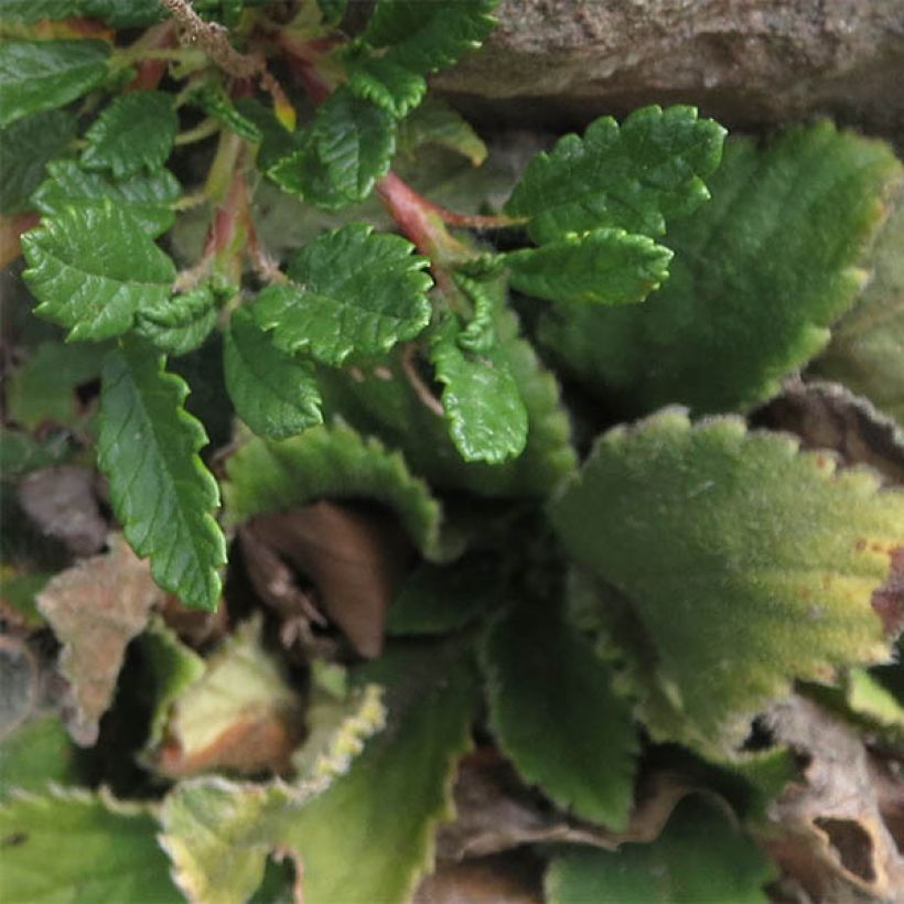 Dryas x suendermannii (Foliage)