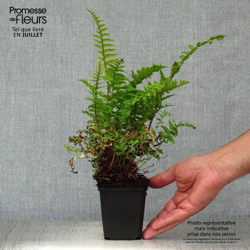 Dryopteris affinis Crispa - Scaly Male Fern 8/9 cm pot sample as delivered in summer