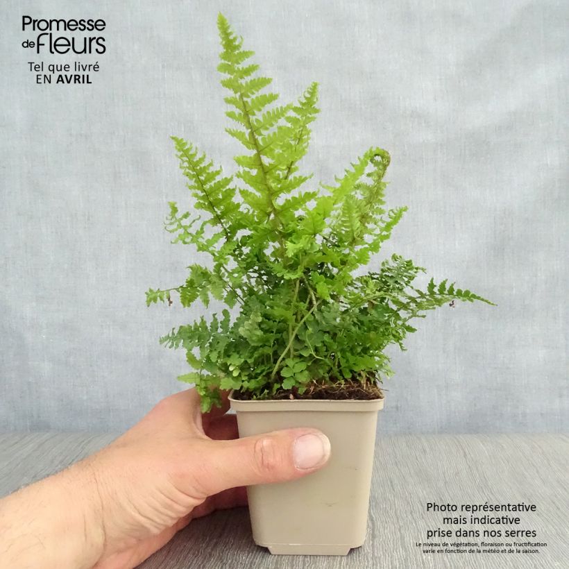 Dryopteris affinis Crispa - Scaly Male Fern sample as delivered in spring