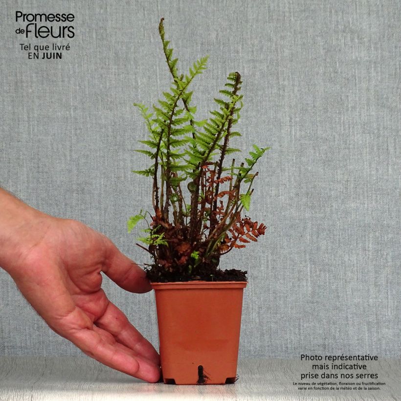 Dryopteris affinis - Scaly Male Fern 8/9 cm pot sample as delivered in summer