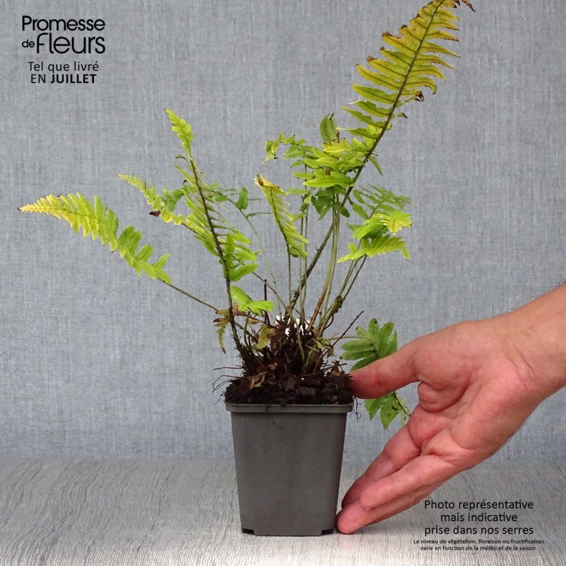 Dryopteris cycadina - Black Wood Fern 8/9 cm pot sample as delivered in summer