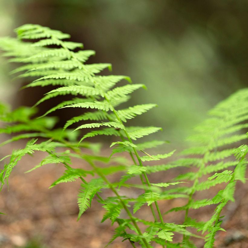 Dryopteris carthusiana - Toothed Wood Fern (Foliage)