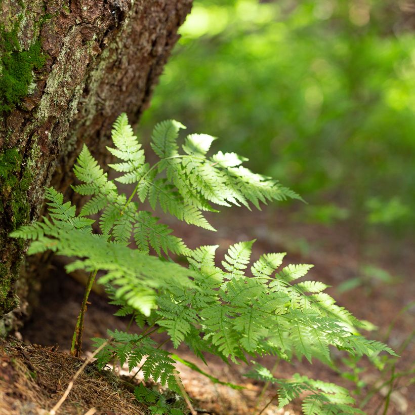 Dryopteris carthusiana - Toothed Wood Fern (Plant habit)