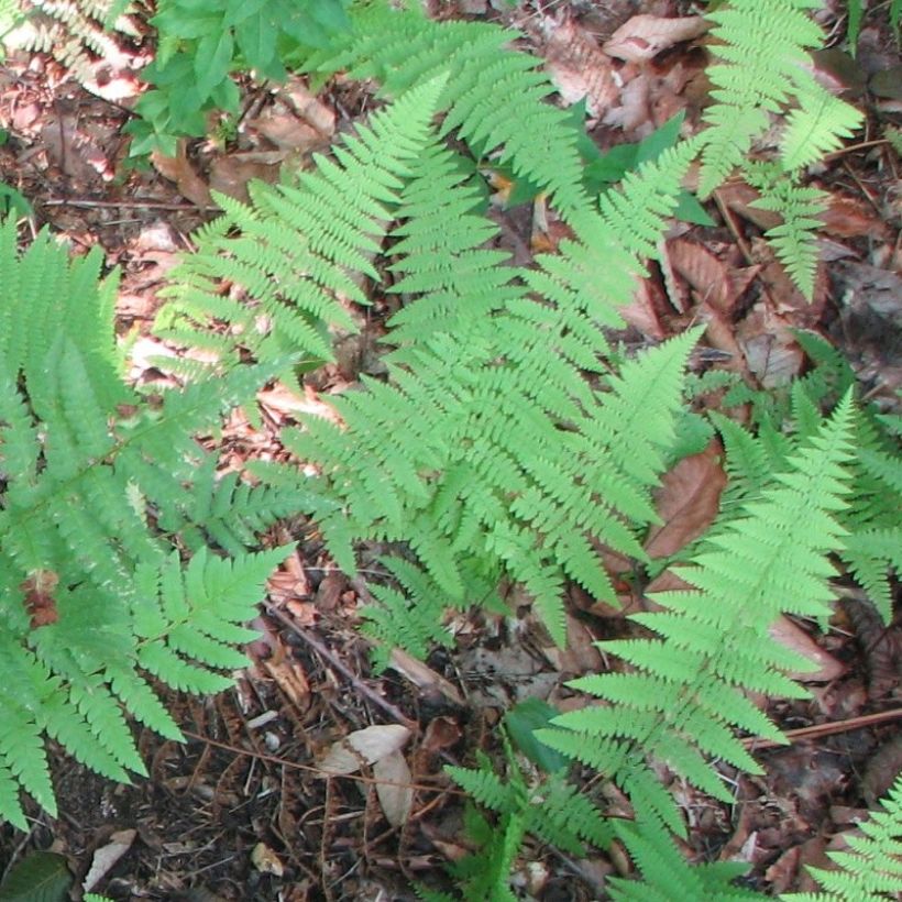 Dryopteris clintoniana - Clinton's Wood Fern (Foliage)