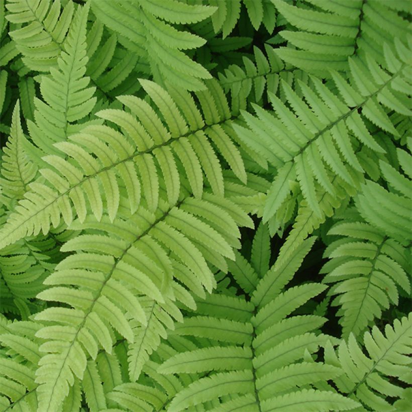 Dryopteris cycadina - Black Wood Fern (Foliage)