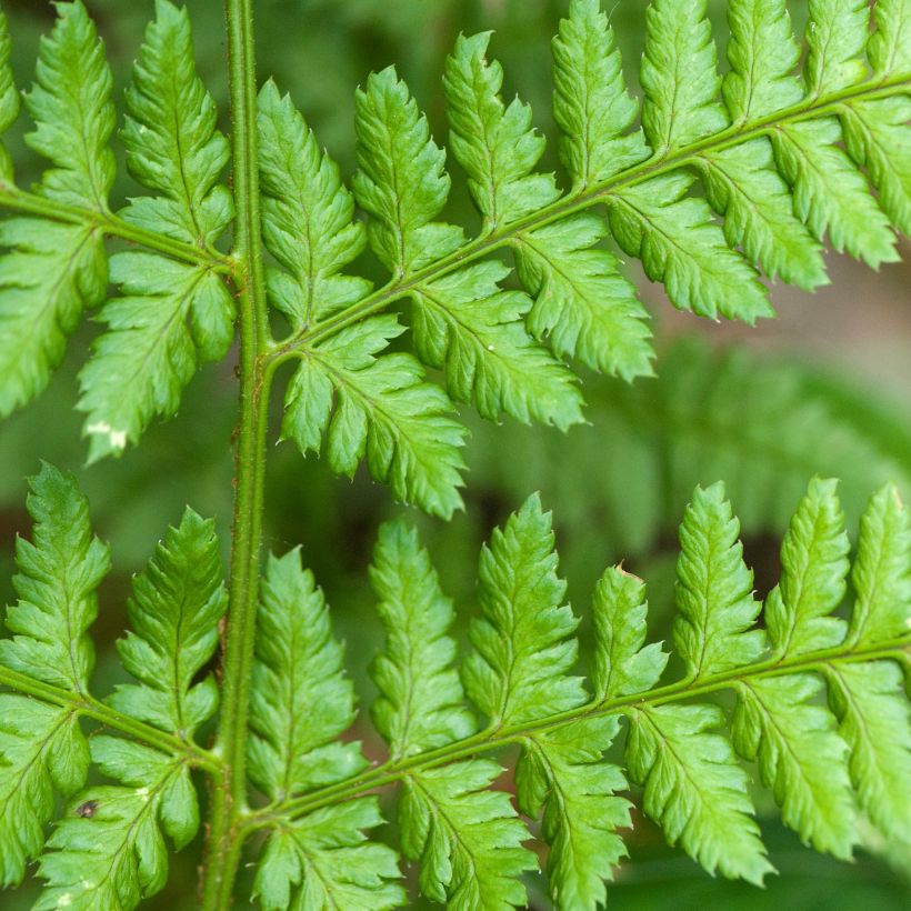 Dryopteris dilatata - Broad Buckler Fern (Foliage)