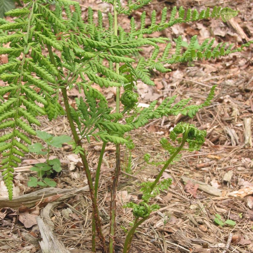 Dryopteris dilatata - Broad Buckler Fern (Plant habit)