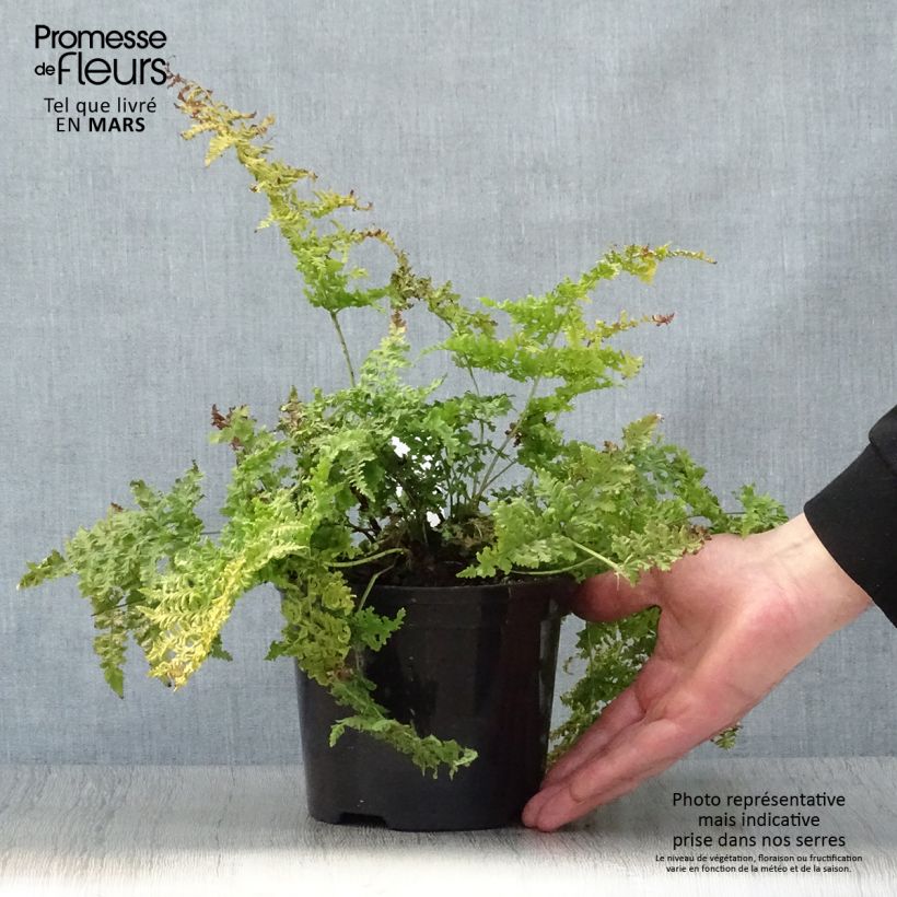 Dryopteris dilatata Crispa Whiteside - Broad Buckler Fern sample as delivered in spring