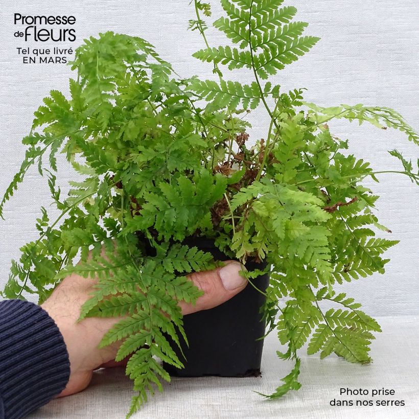 Dryopteris dilatata - Broad Buckler Fern sample as delivered in spring