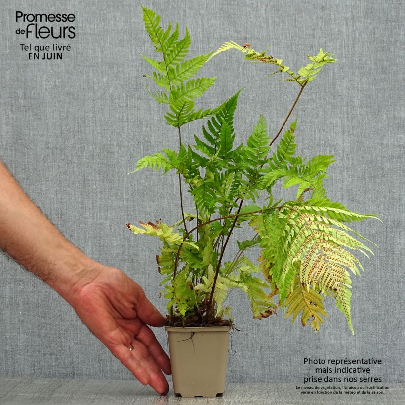 Dryopteris erythrosora - Copper Fern 8/9 cm pot sample as delivered in summer