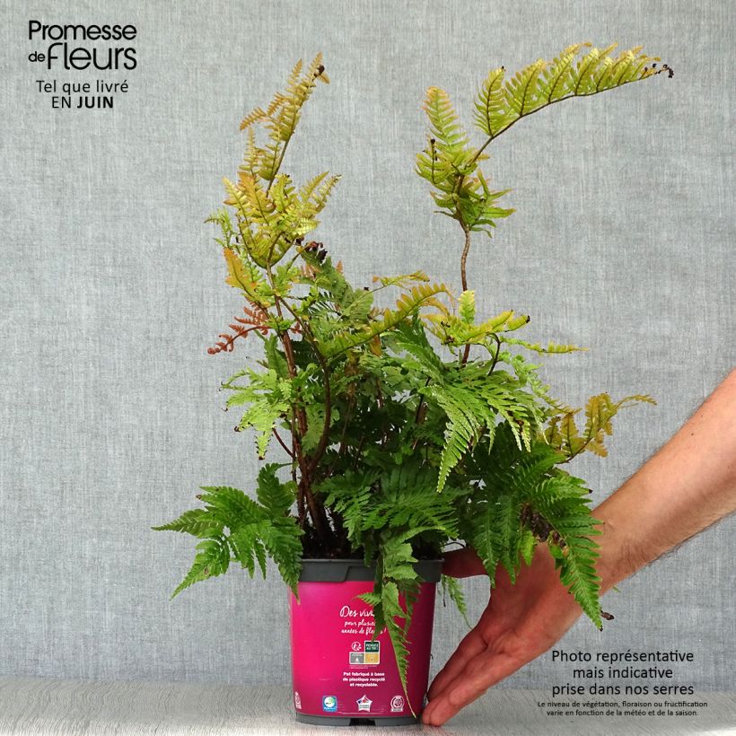 Dryopteris erythrosora - Copper Fern 2L/3L pot sample as delivered in summer