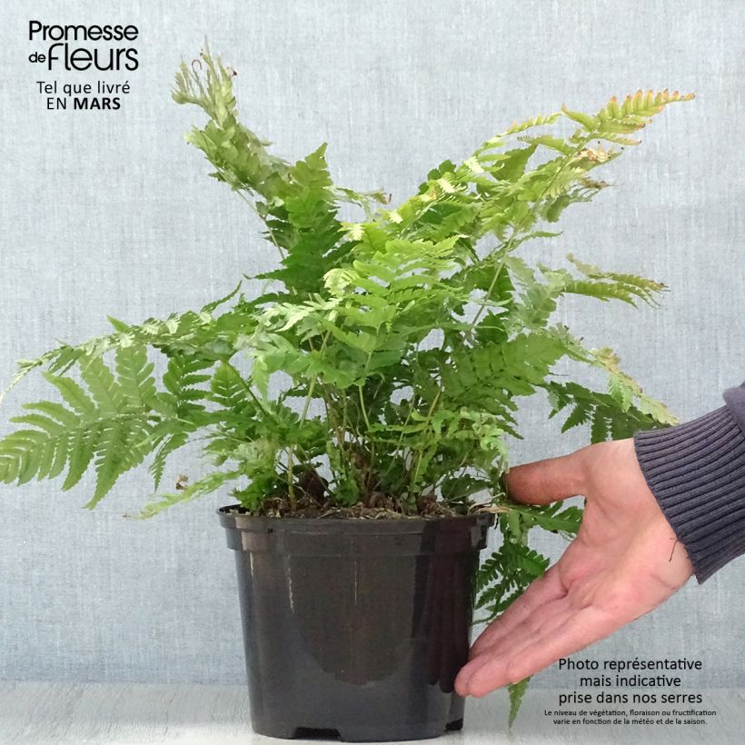 Dryopteris erythrosora Prolifica - Copper Fern sample as delivered in spring