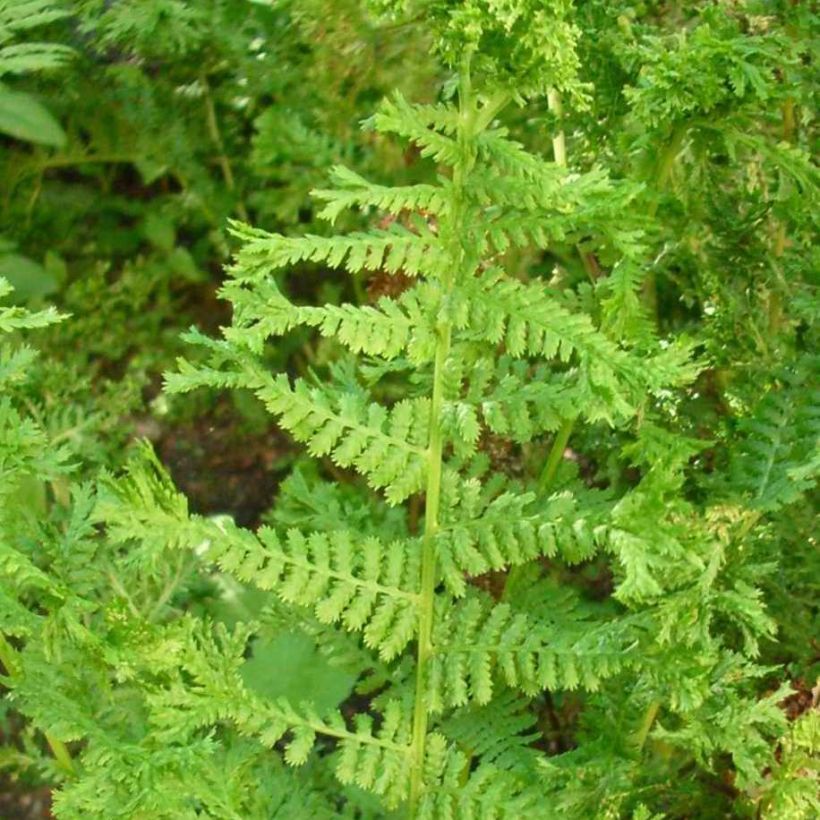 Dryopteris filix-mas Crispa Cristata - Male Fern (Foliage)