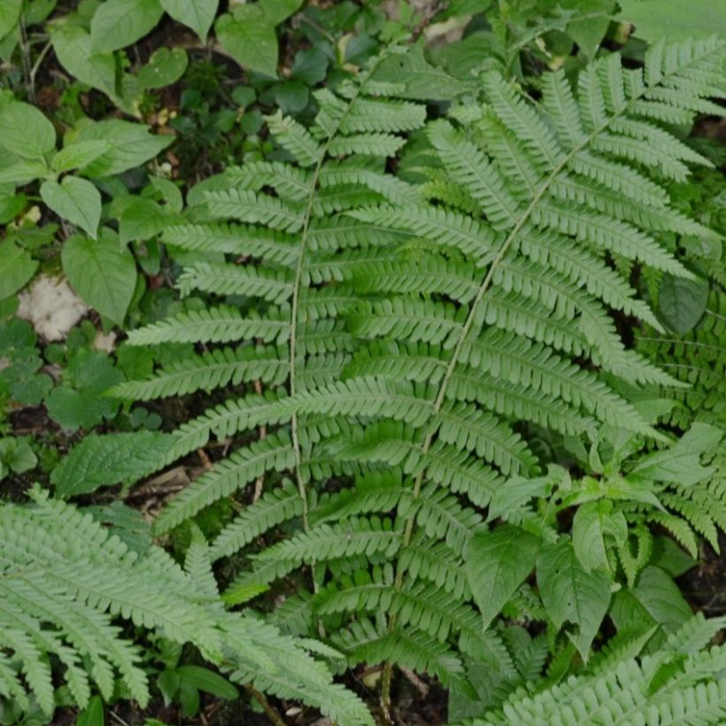 Dryopteris filix-mas Crispa Cristata - Male Fern (Plant habit)