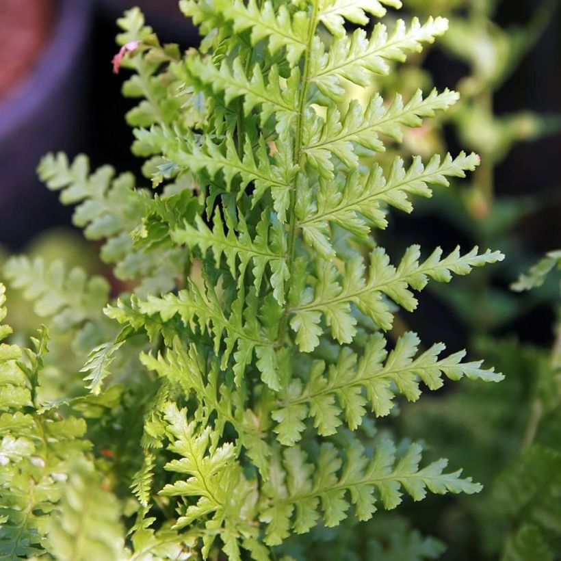 Dryopteris filix-mas Barnesii - Male Fern (Foliage)