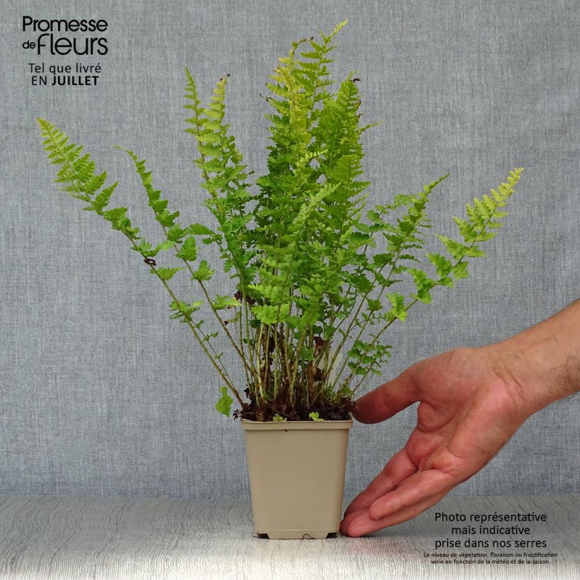 Dryopteris filix-mas Barnesii - Male Fern 8/9 cm pot sample as delivered in summer