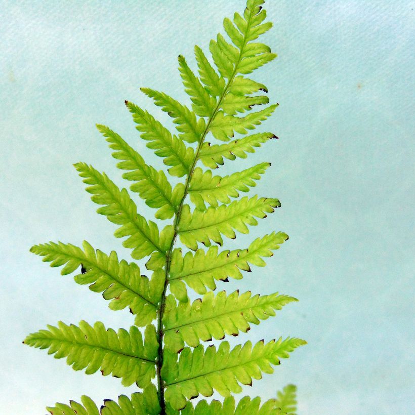 Dryopteris filix-mas - Male Fern (Foliage)