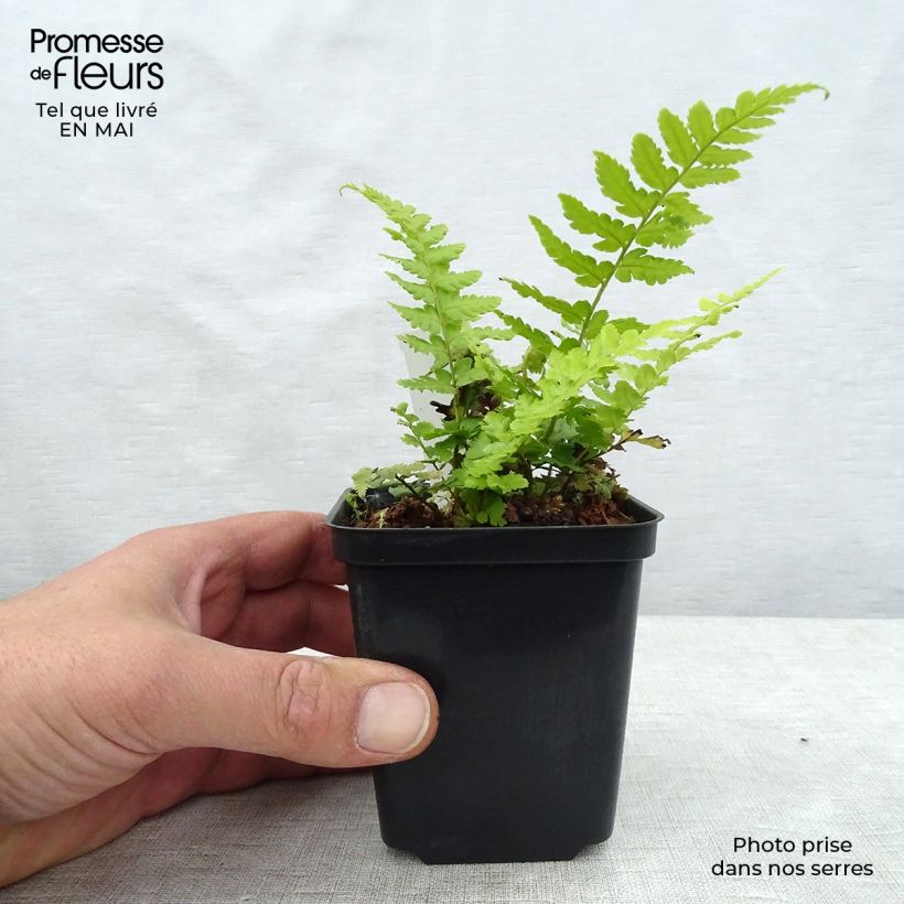 Dryopteris filix-mas - Male Fern sample as delivered in spring