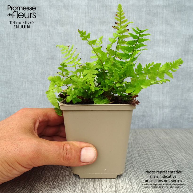 Dryopteris filix-mas - Male Fern 8/9 cm pot sample as delivered in summer