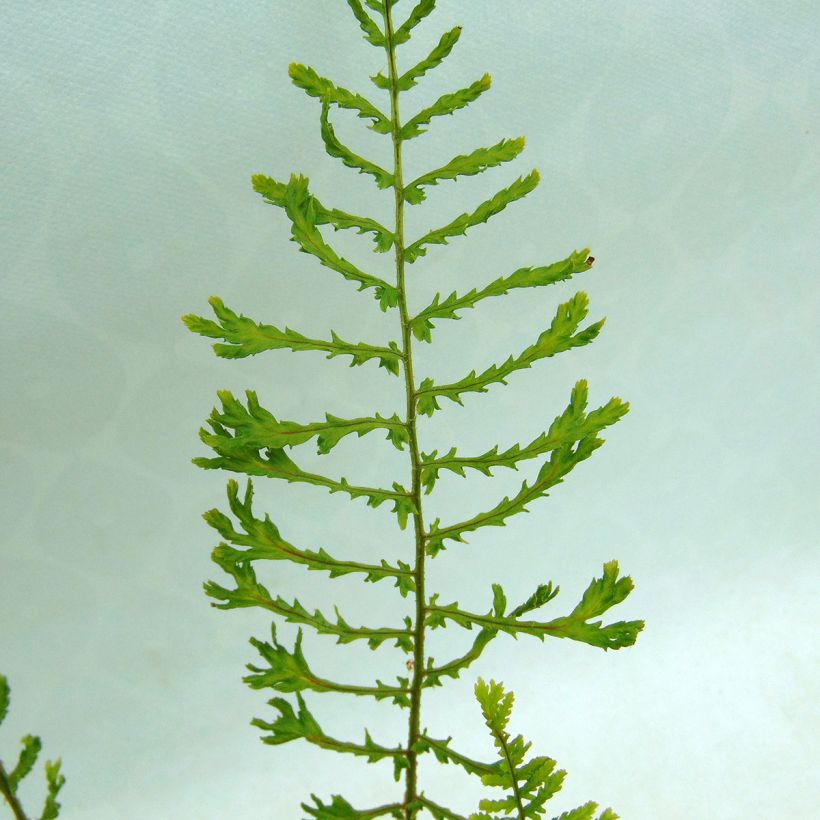 Dryopteris filix-mas Linearis Polydactyla - Male Fern (Foliage)