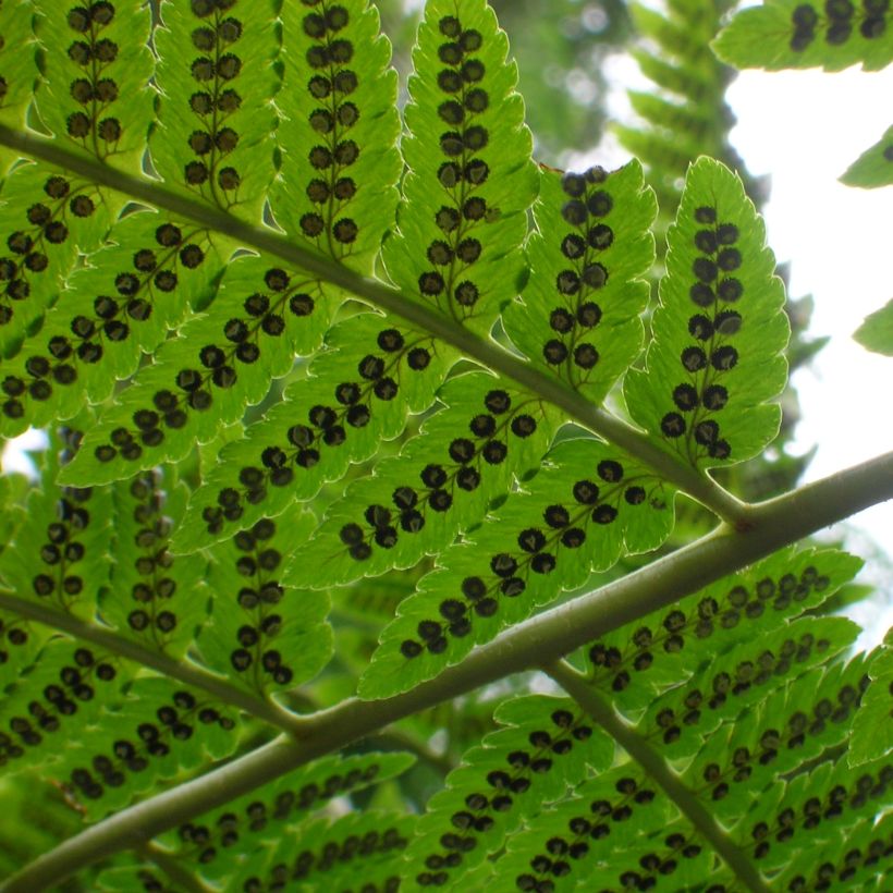 Dryopteris goldieana - Giant wood fern (Foliage)