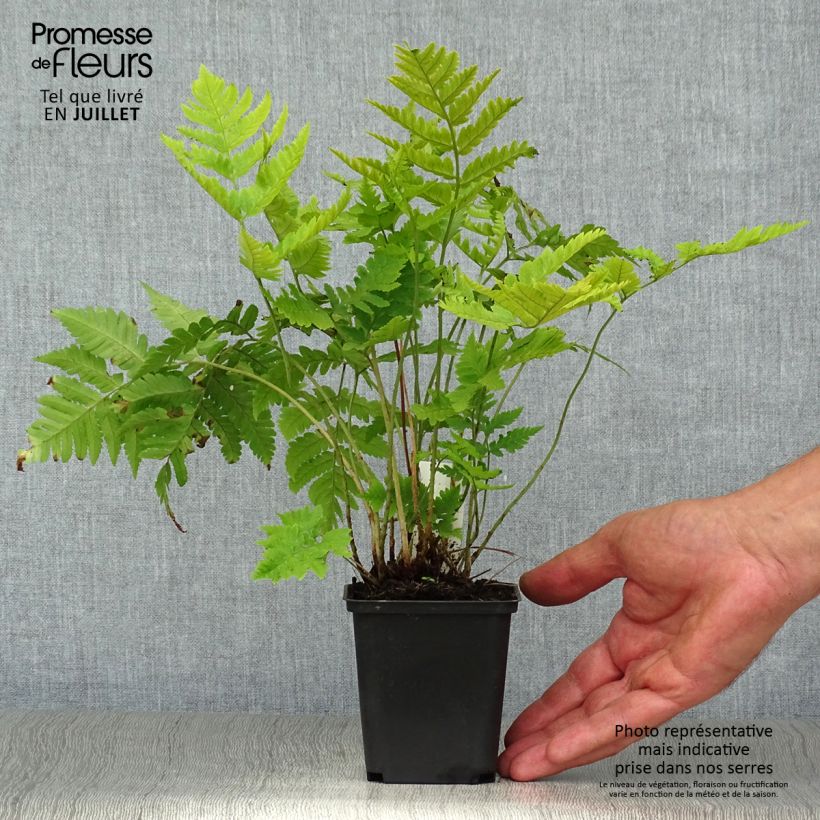 Dryopteris goldieana - Giant wood fern 8/9 cm pot sample as delivered in summer
