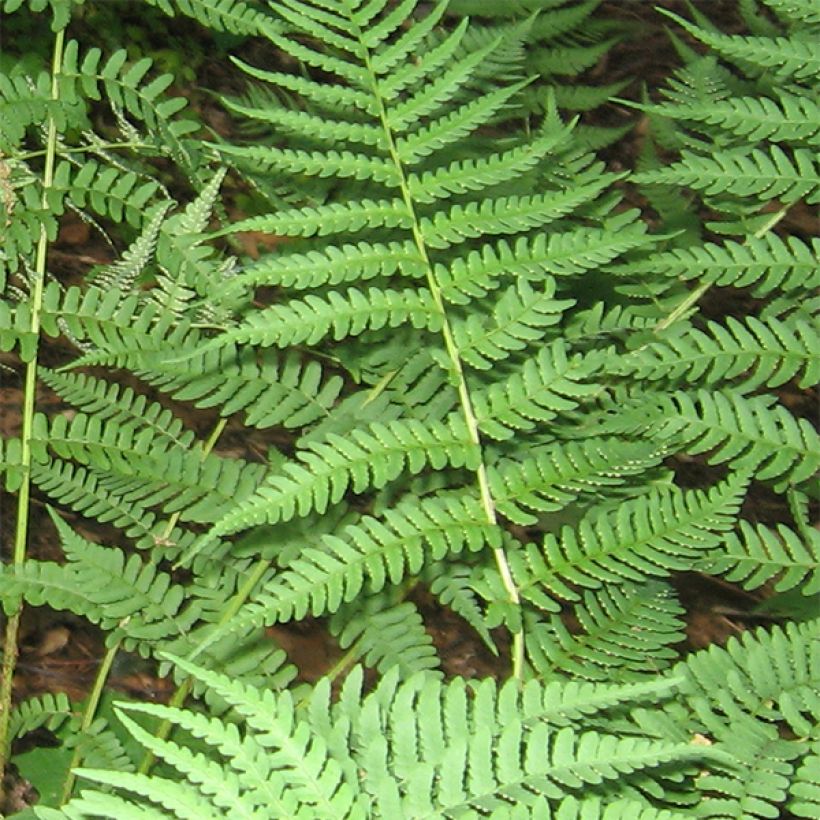 Dryopteris marginalis - Marginal Wood Fern (Foliage)