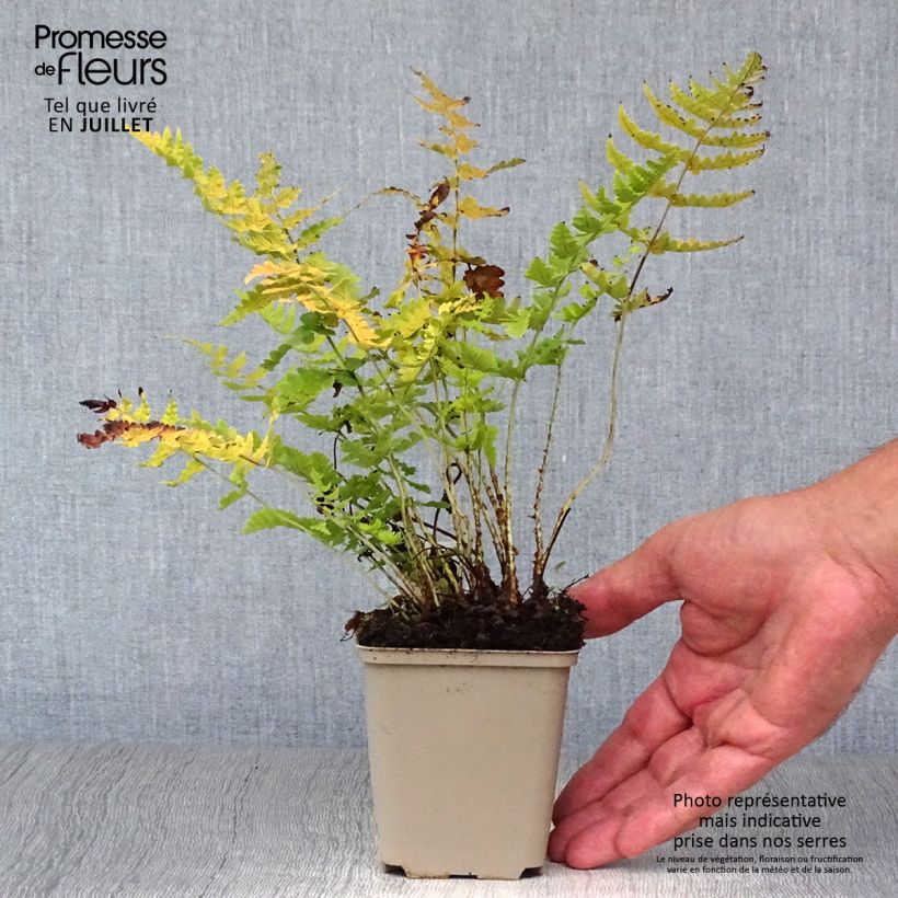 Dryopteris marginalis - Marginal Wood Fern 8/9 cm pot sample as delivered in summer
