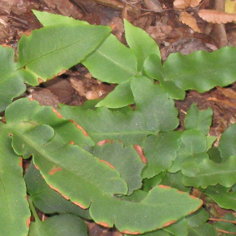 Dryopteris sieboldii - Japanese Fern (Foliage)