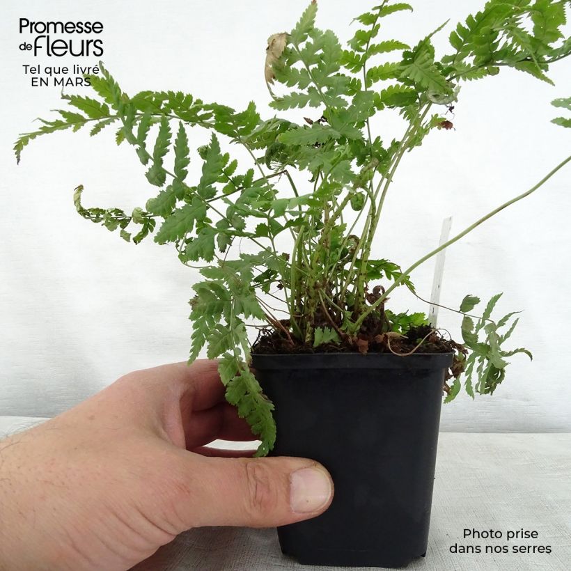 Dryopteris stewartii - Wood Fern sample as delivered in spring