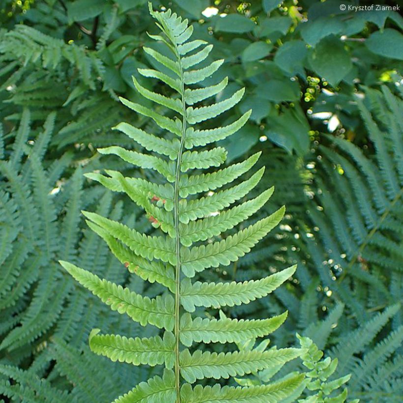 Dryopteris tokyoensis - Tokyo Wood Fern (Foliage)