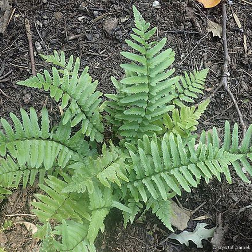 Dryopteris tokyoensis - Tokyo Wood Fern (Plant habit)