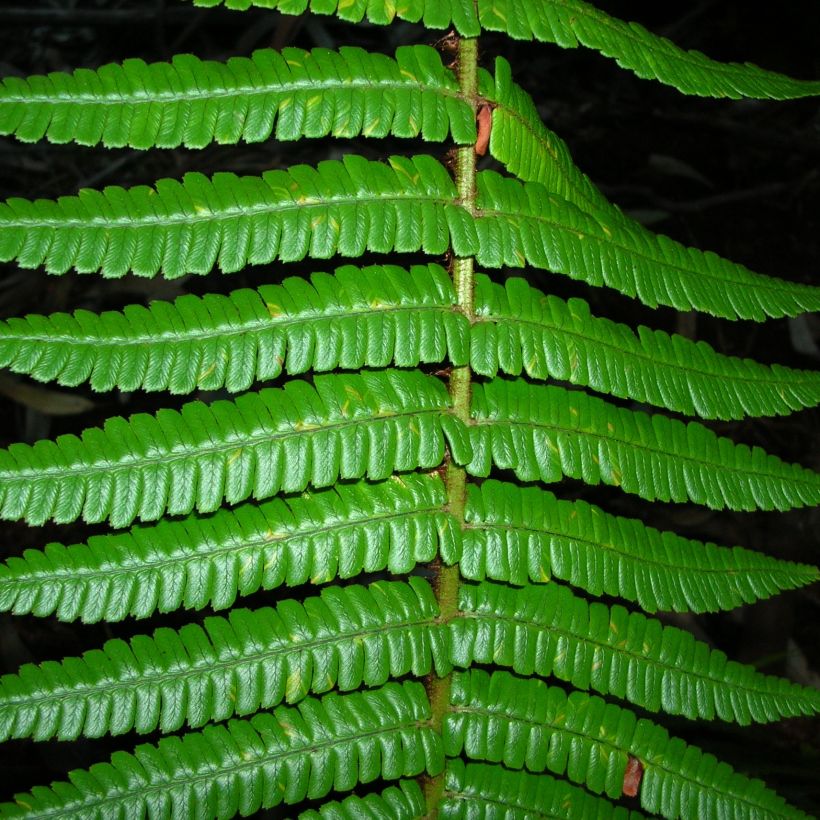 Dryopteris wallichiana - Wood Fern (Foliage)