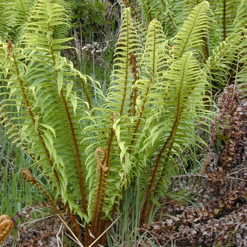 Dryopteris wallichiana - Wood Fern (Plant habit)